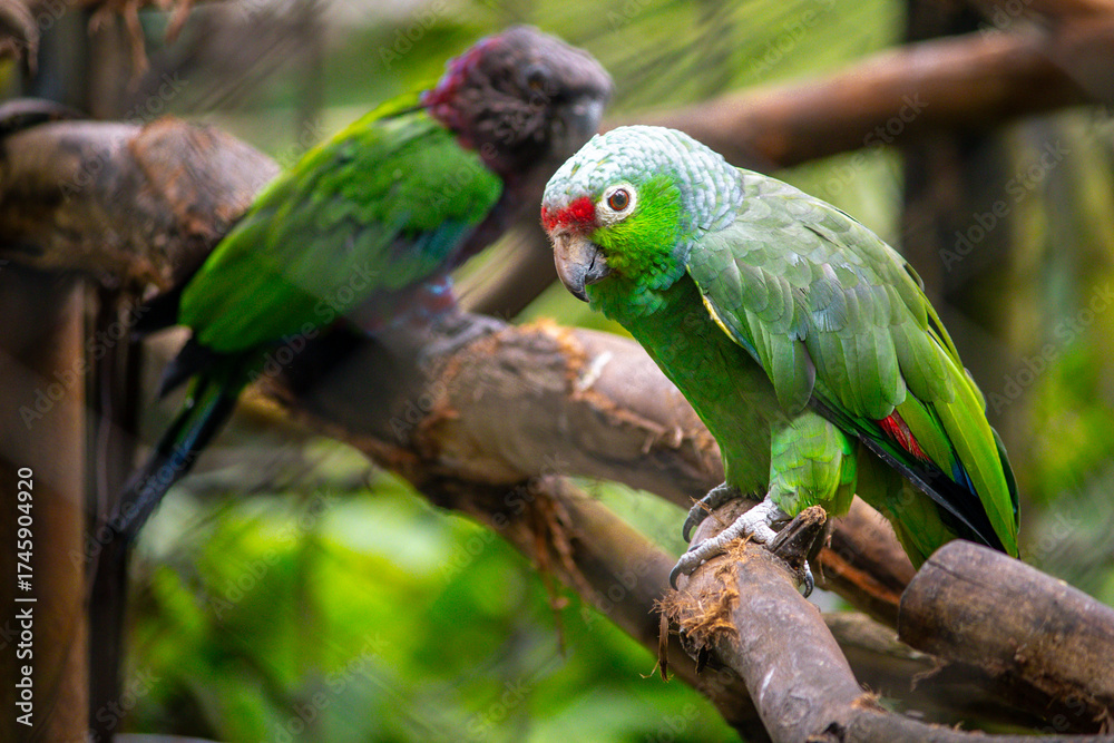 Fototapeta premium Green parrot in a zoo cage in the forest in the mountains - Zoologico Santa Cruz