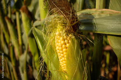 Golden yellow corn cob emerging from green husk on a stalk in a sunny agricultural field
