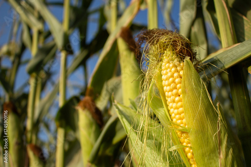 Golden yellow corn cob on stalk in an agricultural field under a clear blue sky