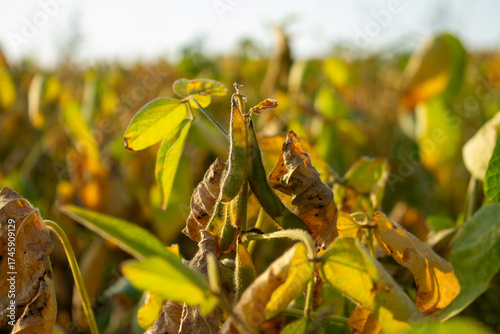 Mature soybean pods growing on a plant in a sunny agricultural field ready for harvest