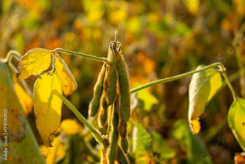 Green soybean pods growing on agricultural plant in golden sunlight during late summer harvest season