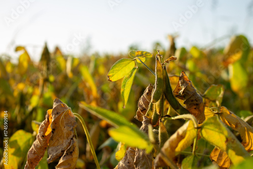 Ripening soybean pods on plants with golden leaves in an agricultural field during autumn