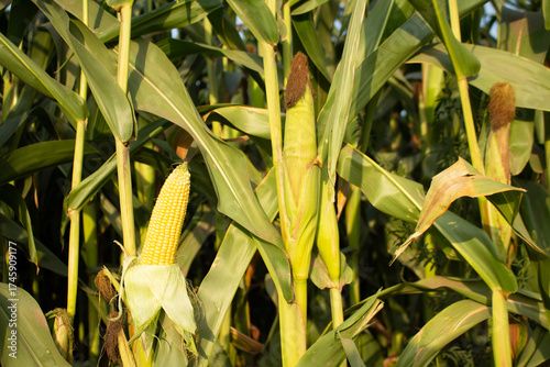 Lush green cornfield with ripening yellow cobs on stalks under natural sunlight