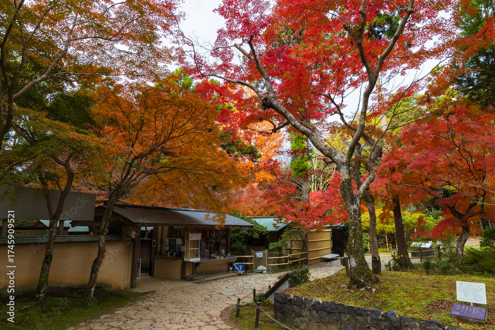 Fototapeta premium 日本の風景・秋 古都奈良 紅葉の萬葉植物園