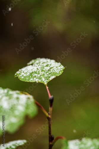 first snow on the leaves of a birch tree in the forest