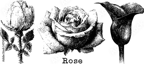 Vintage botanical engraving of rose bud, full bloom rose, and calla lily for design projects