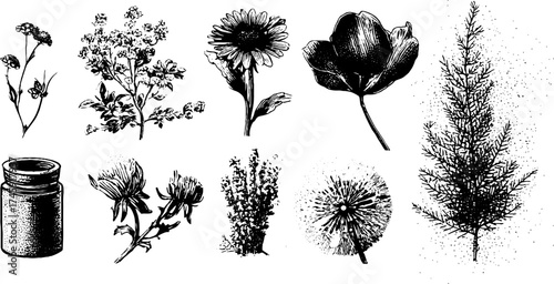 Vintage botanical illustration of antique plant fragments with stipple and etching effects
