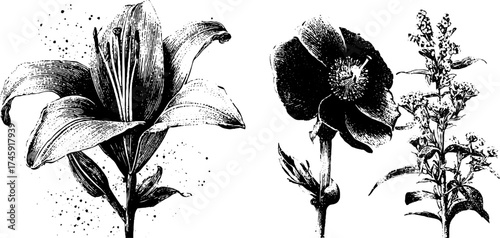Antique plant fragments with stipple effect for design and decoration