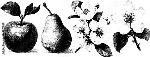 Vintage botanical collection of apple, pear, and blossoms for design or print