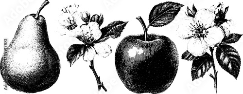 Vintage fruit and floral engraving: apple, pear, leaf, and flower design for print