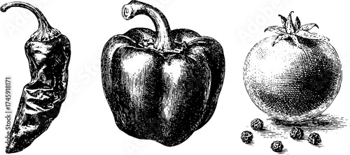 Trio of vintage bell pepper, chili, and peppercorns in engraved style for culinary design