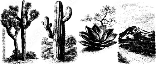 Desert landscape elements with cactus, agave, and dunes - rustic nature design for print or poster