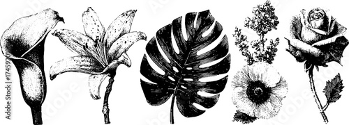 Botanical collection featuring lily, rose, monstera leaf, lavender, poppy in vintage dot work style