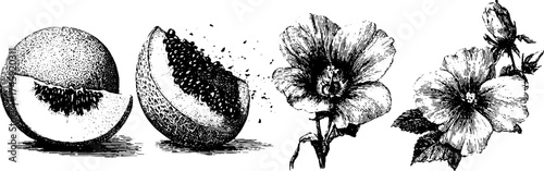 Artistic composition of melon slice and floral elements for design use