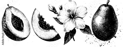 Vintage melon slice and flower with leaf set - detailed botanical design for print