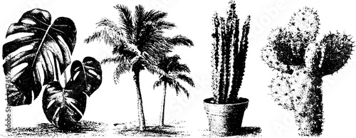 Tropical plants collection: monstera, ficus, cactus, palm tree for botanical designs
