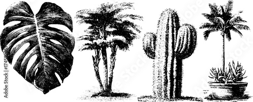 Tropical plants collection: monstera, ficus, cactus, and palm tree illustrations for design