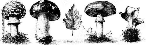 Nature elements collection: mushrooms, leaf, moss, and fox design for art projects