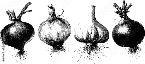 Vintage stipple illustration of onion, garlic, leek, and green onion set for culinary design