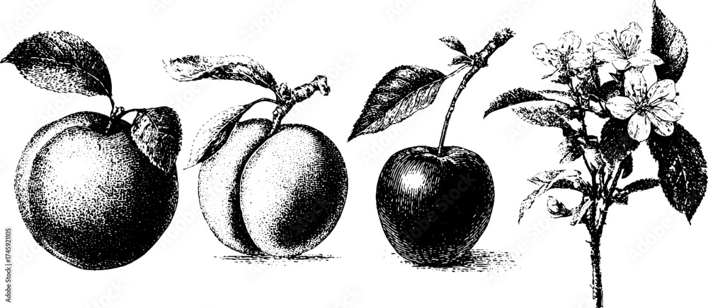 Fototapeta premium Vintage fruit collection: peach, apricot, plum, and nectarine in detailed stipple etching