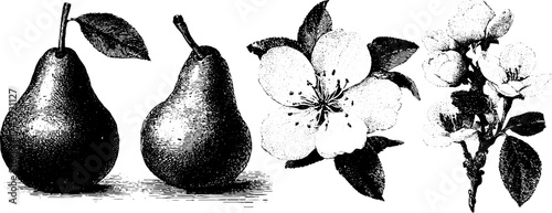 Vintage pears and flowers: stipple engraving for design and decor