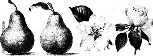 Vintage pears and flowers with leaves in halftone style for design