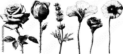 Vintage floral collection: rose, lily, monstera, poppy, lavender - botanical art for design