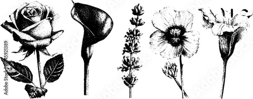 Artistic floral set featuring rose, lily, monstera, poppy, and lavender in vintage dotwork style