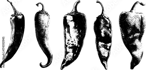 Detailed illustration of various chili peppers in vintage stipple style for design and art projects