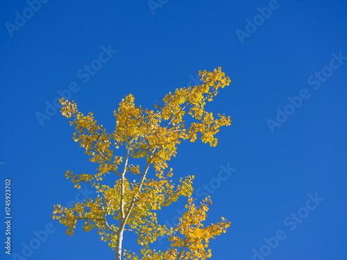 yellow leaves on blue sky, autumn, Autumn foliage in Canada, Calgary, nature, season, outdoors