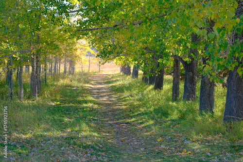 autumn in the forest, Autumn foliage in Canada, Calgary, nature, season, outdoors