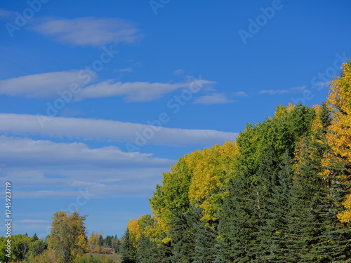 autumn in the forest, Autumn foliage in Canada, Calgary, nature, season, outdoors