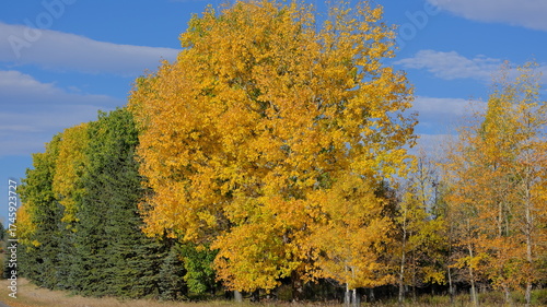autumn landscape with trees, autumn in the forest, Autumn foliage in Canada, Calgary, nature, season, outdoors