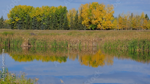 autumn in the forest, Autumn foliage in Canada, Calgary, nature, season, outdoors