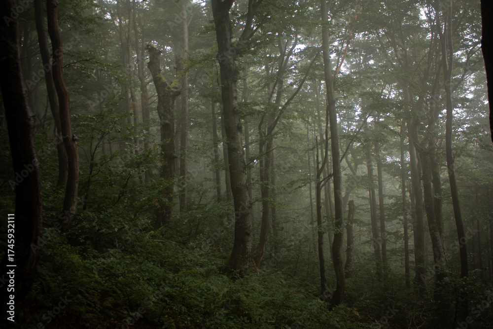 Obraz premium morning in the forest