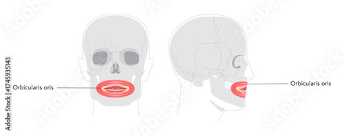 Orbicularis oris - Human mouth muscle labeled anatomy chart responsible for controlling movements of lips, important for facial expressions, speech, and eating, shown as medical reference and tool