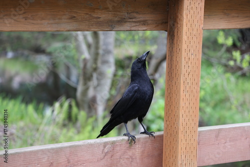 Carta da parati Crow Raven