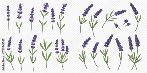 A collection of detailed watercolor illustrations of lavender flowers and green leaves on a transparent background.