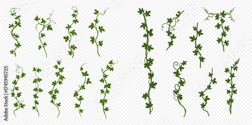 Set of green ivy vines with leaves and tendrils, decorative plant borders and frames on transparent background.