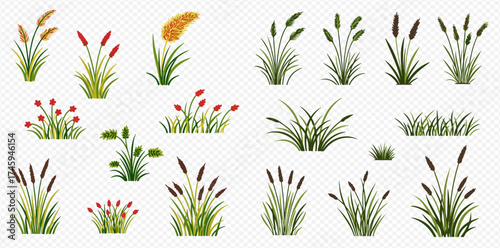 A collection of various types of green grass, reeds, and aquatic plants with different shapes and seed heads, isolated on a transparent background.