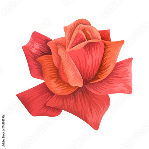 Realistic red orange rose flower illustration isolated on white background	