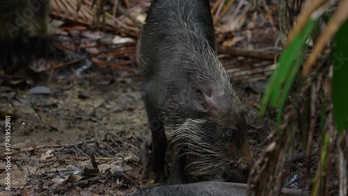 Bornean bearded pigs digging in the mud