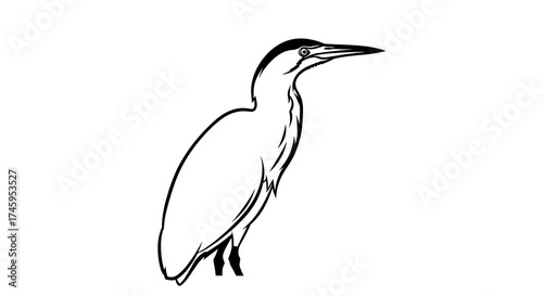 Elegant bird silhouette isolated on white