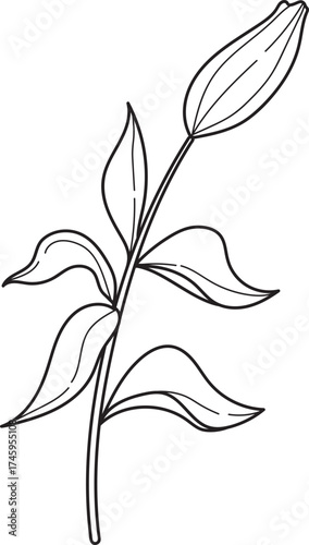 Botanical line art of a plant stem with leaves and a closed flower bud, simple floral illustration, black and white drawing