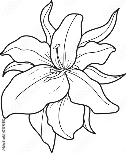 Elegant Lily Flower Line Art Illustration. Botanical Outline Drawing for Coloring and Design.