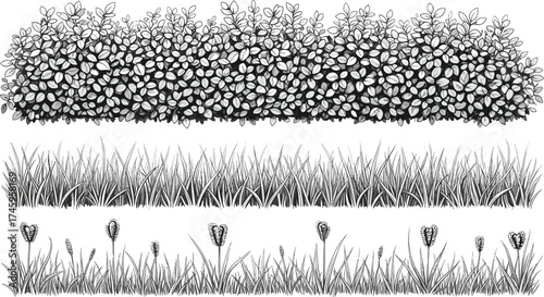 Botanical Border Set Floral Grass and Bush Vectors for Nature-Inspired Design