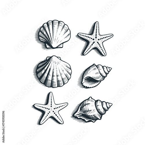 Sea shells and starfish set. Black and White Icon Vector and Illustration