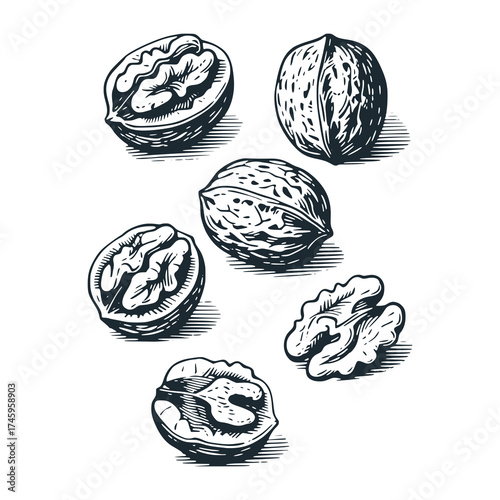 Walnuts set. Black and White Icon Vector and Illustration