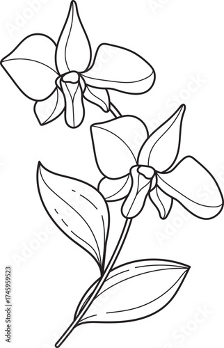 Elegant Orchid Flower Outline for Coloring Page or Design Element