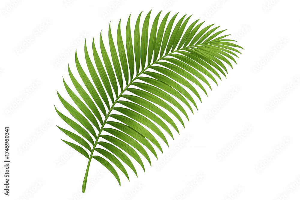 Obraz premium Green palm frond element, tropical plant leaf, botanical nature decor on transparent background